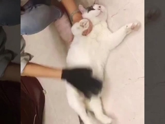 छोटे मध्यम बड़े पालतू बाल हटाने Mitt Deshedding कुत्ता सौंदर्य प्रसाधन बाथ के लिए दस्ताने