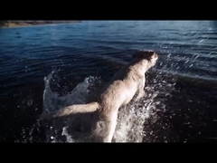 कुत्ता चबाने का खिलौना ETPU ठोस गेंद इंटरएक्टिव पालतू खिलौने और सामान के लिए